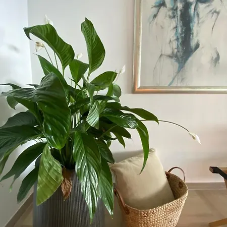 Apartment Le Bahia *
